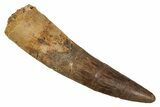 Fossil Spinosaurus Tooth - Real Dinosaur Tooth #344588-1